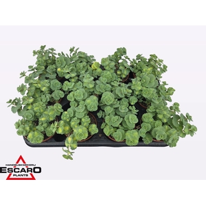 SEDUM SI MEDIOVARIEG