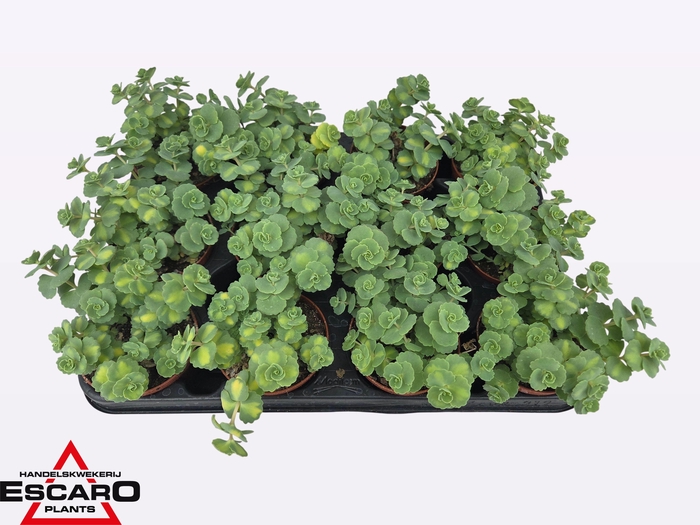 <h4>SEDUM SI MEDIOVARIEG</h4>