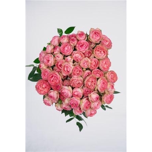 R Gr Tr Lovely Rokoko