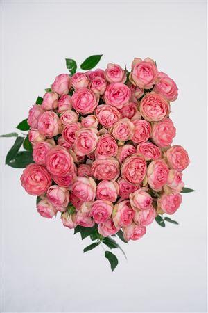 <h4>R Gr Tr Lovely Rokoko</h4>