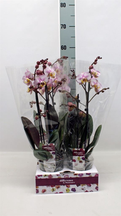 <h4>Phalaenopsis   ...</h4>