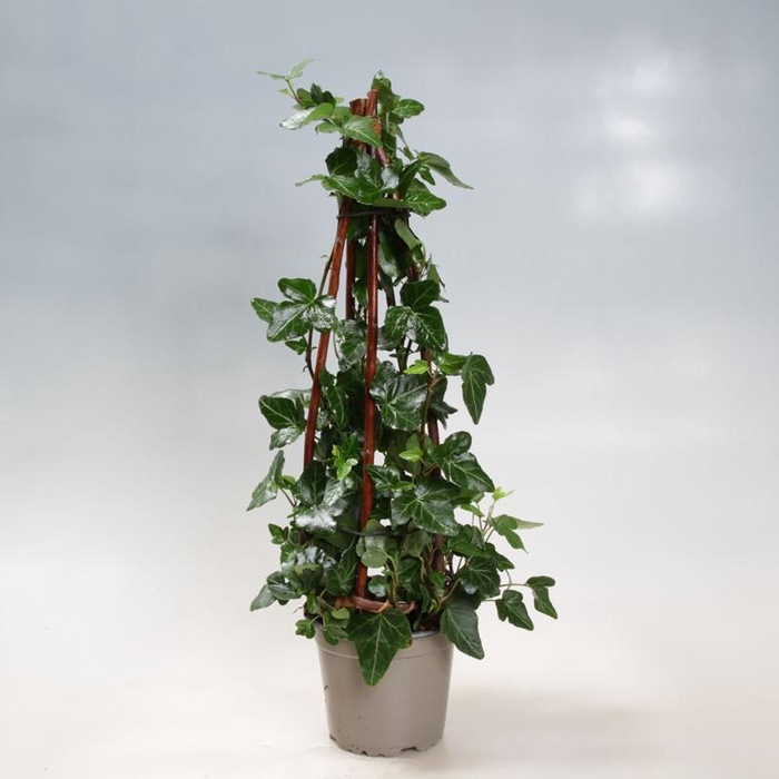 <h4>HEDERA HELIX p9</h4>