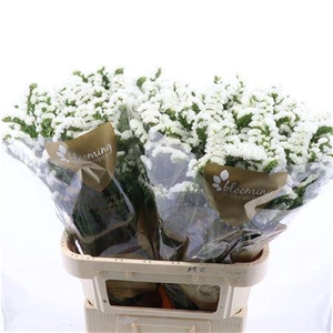 Lim S Silv Sun Birds