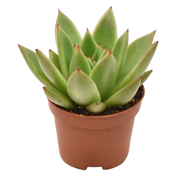 <h4>Echeveria Miranda</h4>