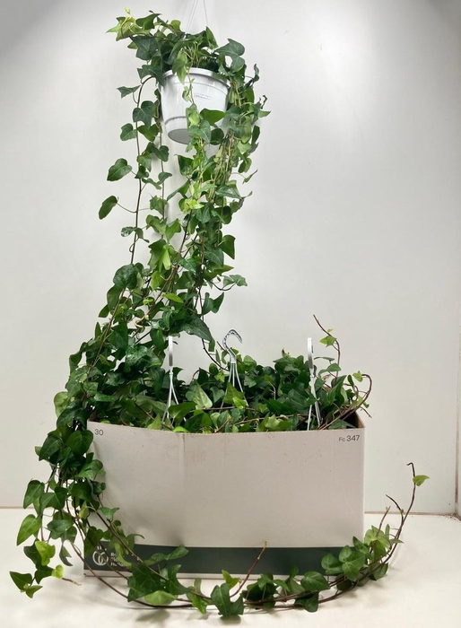 <h4>HED HE MEIN HERZ</h4>