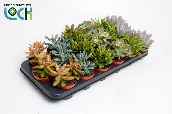 <h4>Succulenten op Rij</h4>