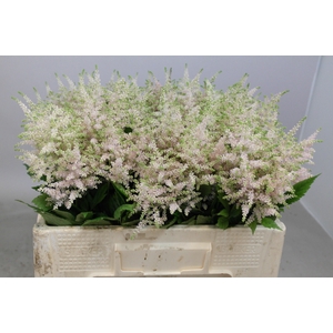 Astilbe Europa