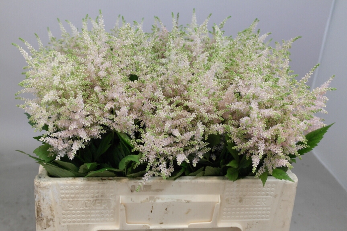 Astilbe Europa