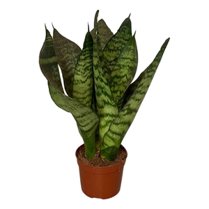 Sansevieria zeylanica