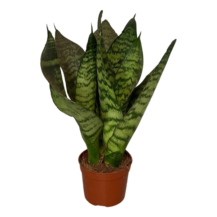 <h4>Sansevieria zeylanica</h4>