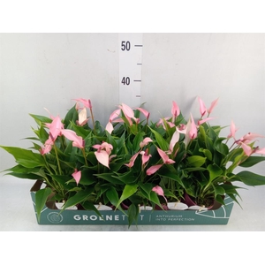 Anthurium andr. 'Lilli'