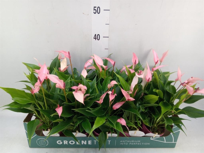 <h4>Anthurium andr. 'Lilli'</h4>