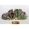 Protea Barbigera Ruby Princess Air