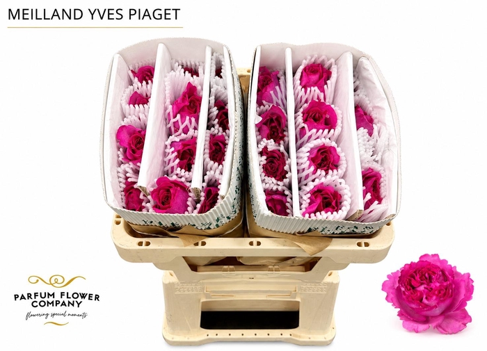 Rosa Meilland Yves Piaget