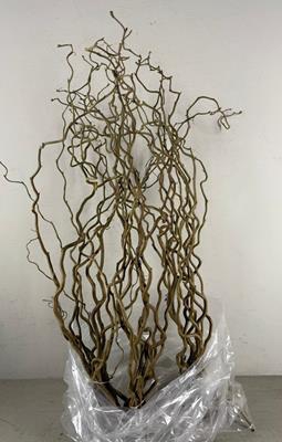 <h4>Corylus (1-jarig)</h4>