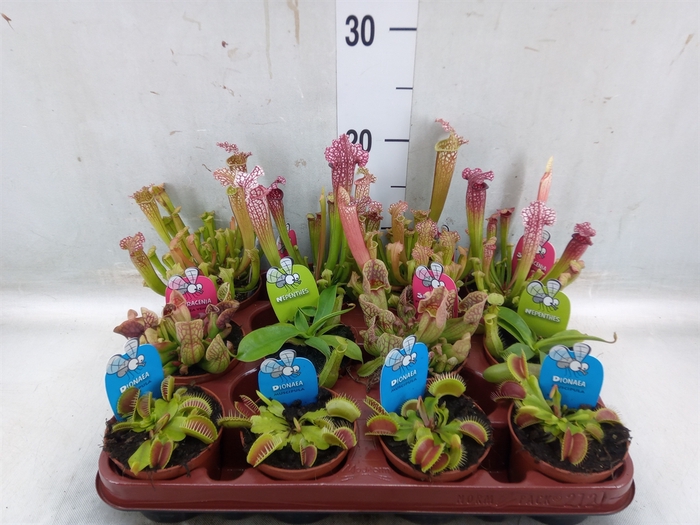 <h4>Vleesetende planten</h4>