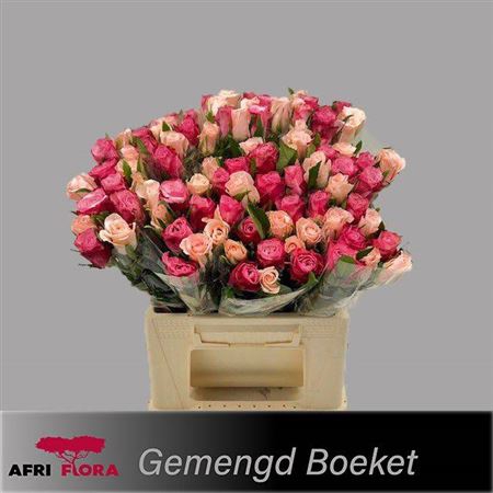 <h4>R Kl Gem In Bos</h4>