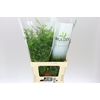 Asparagus Cwebe