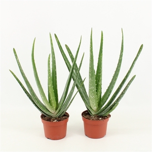 Aloe Vera P10.5