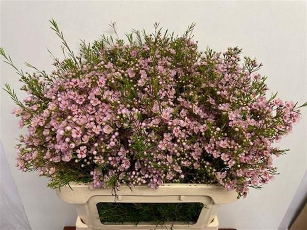 <h4>CHAME UN TITAN</h4>