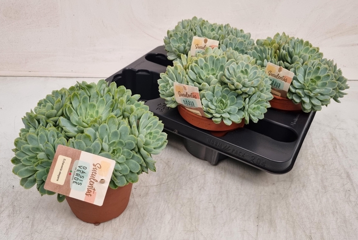 <h4>ECHEV ELEGANS</h4>