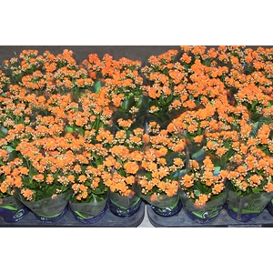 KALANCHOE DOBRADO P11 LARANJA