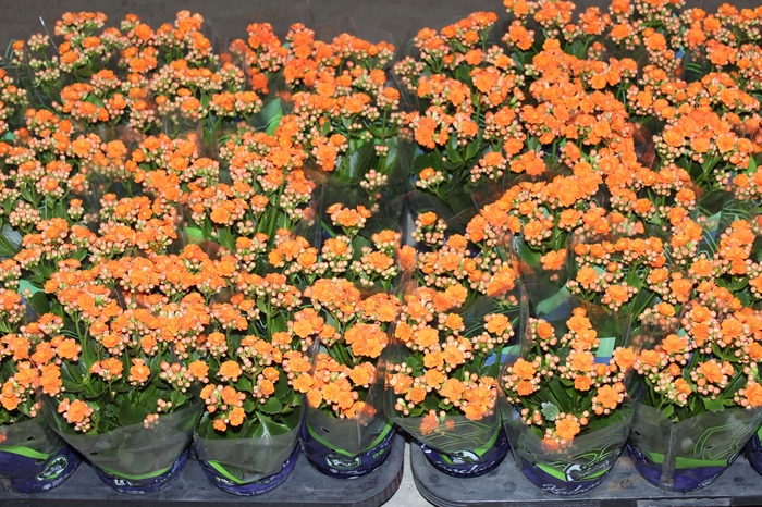 <h4>KALANCHOE DOBRADO P11 LARANJA</h4>