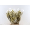 Dried Nigella Christmas Mix Bunch Slv