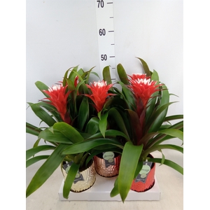 Guzmania  'Hope'