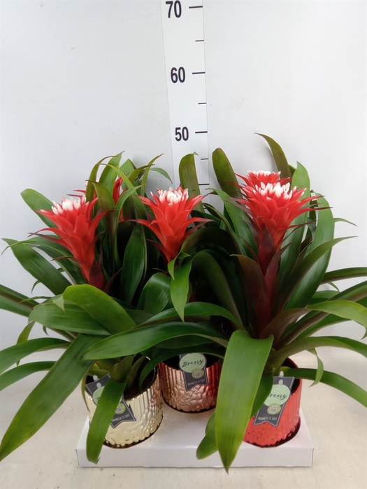 <h4>Guzmania  'Hope'</h4>