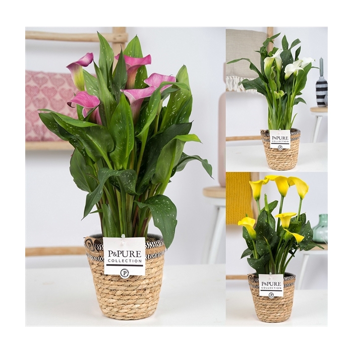<h4>Zantedeschia mix in P&PURE Basket 6</h4>