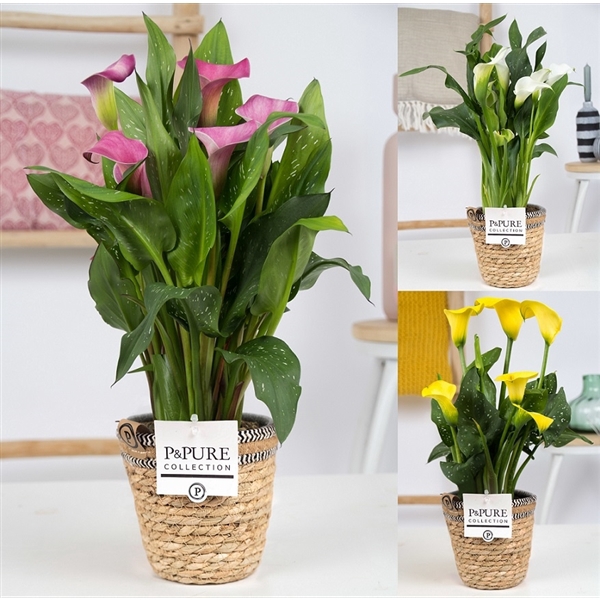 Zantedeschia mix in P&PURE Basket 6