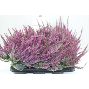 Calluna Beauty Lady Lila
