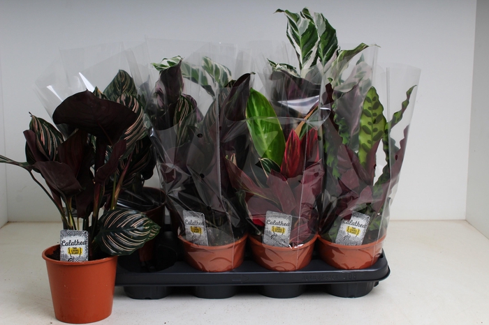 <h4>CALAT GEM 4 SRT</h4>