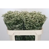 Limonium China White