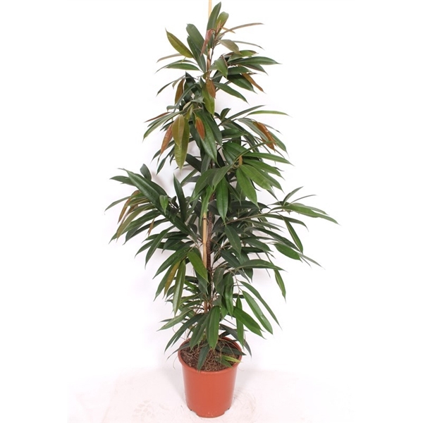 <h4>Ficus Amstel King</h4>