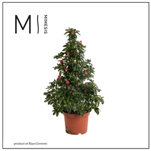 RHODO SI HELLMUT VOG