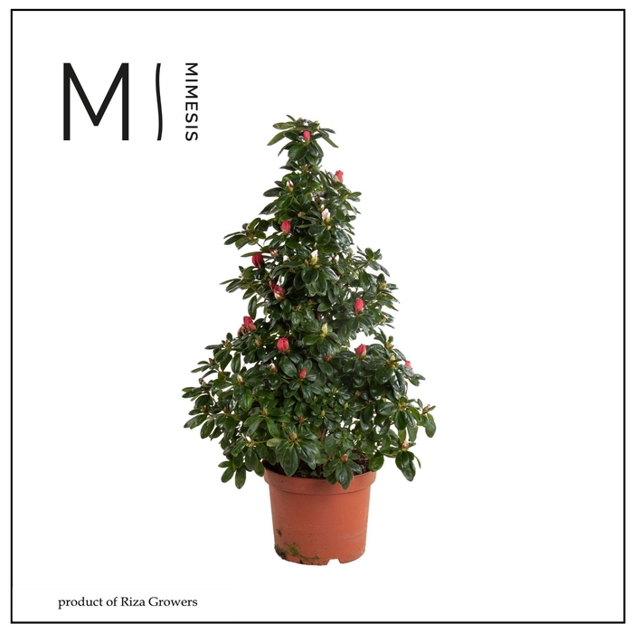 <h4>RHODO SI HELLMUT VOG</h4>