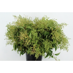 LIGUSTRUM VULGARE 400GR