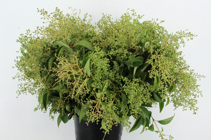 <h4>LIGUSTRUM VULGARE 400GR</h4>