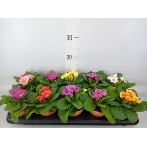 Primula ac.   ...