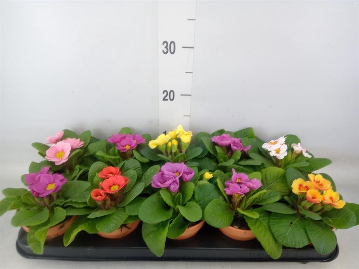 <h4>Primula ac.   ...</h4>