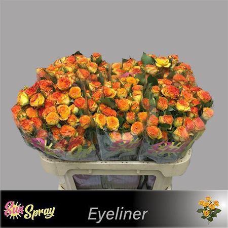 <h4>R Tr Eyeliner</h4>