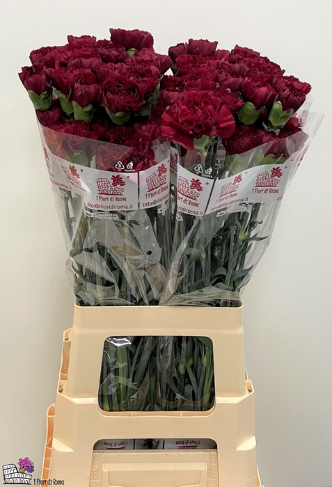 <h4>DI ST GRACE</h4>