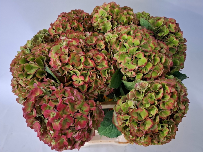 <h4>HYDR M MY RIO CL</h4>