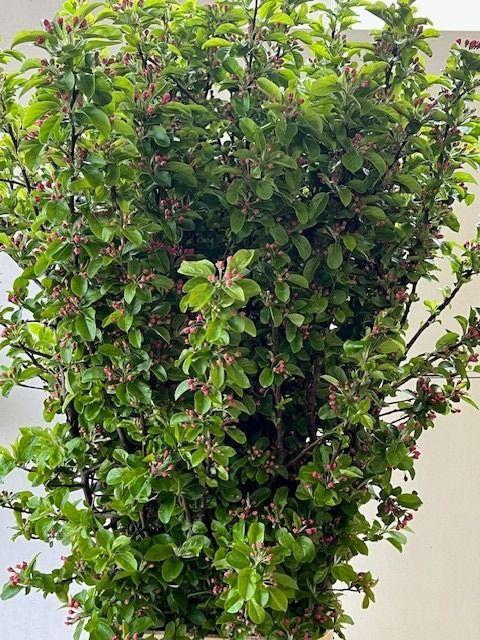 <h4>MALUS RED SENTINEL</h4>