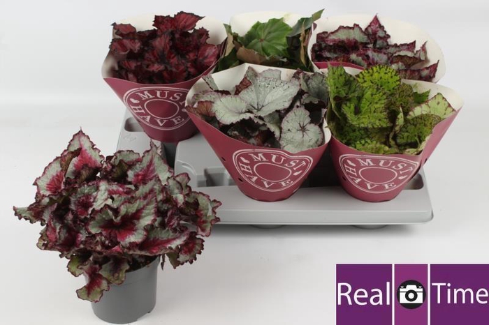 <h4>BEG BEL GEM</h4>