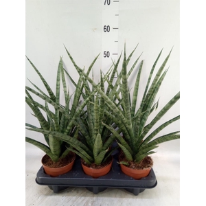 Sansevieria cyl.  ...
