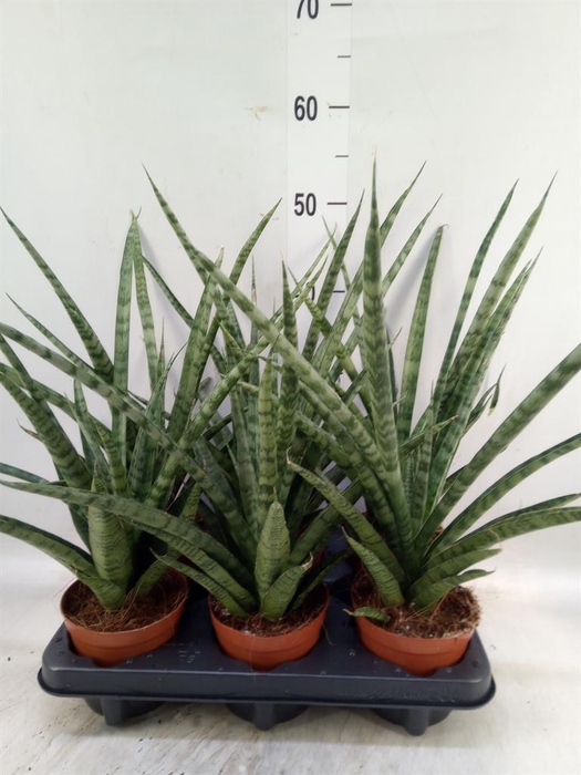 <h4>Sansevieria cyl.  ...</h4>