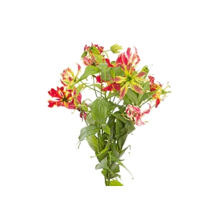 GLORIOSA 070 CM